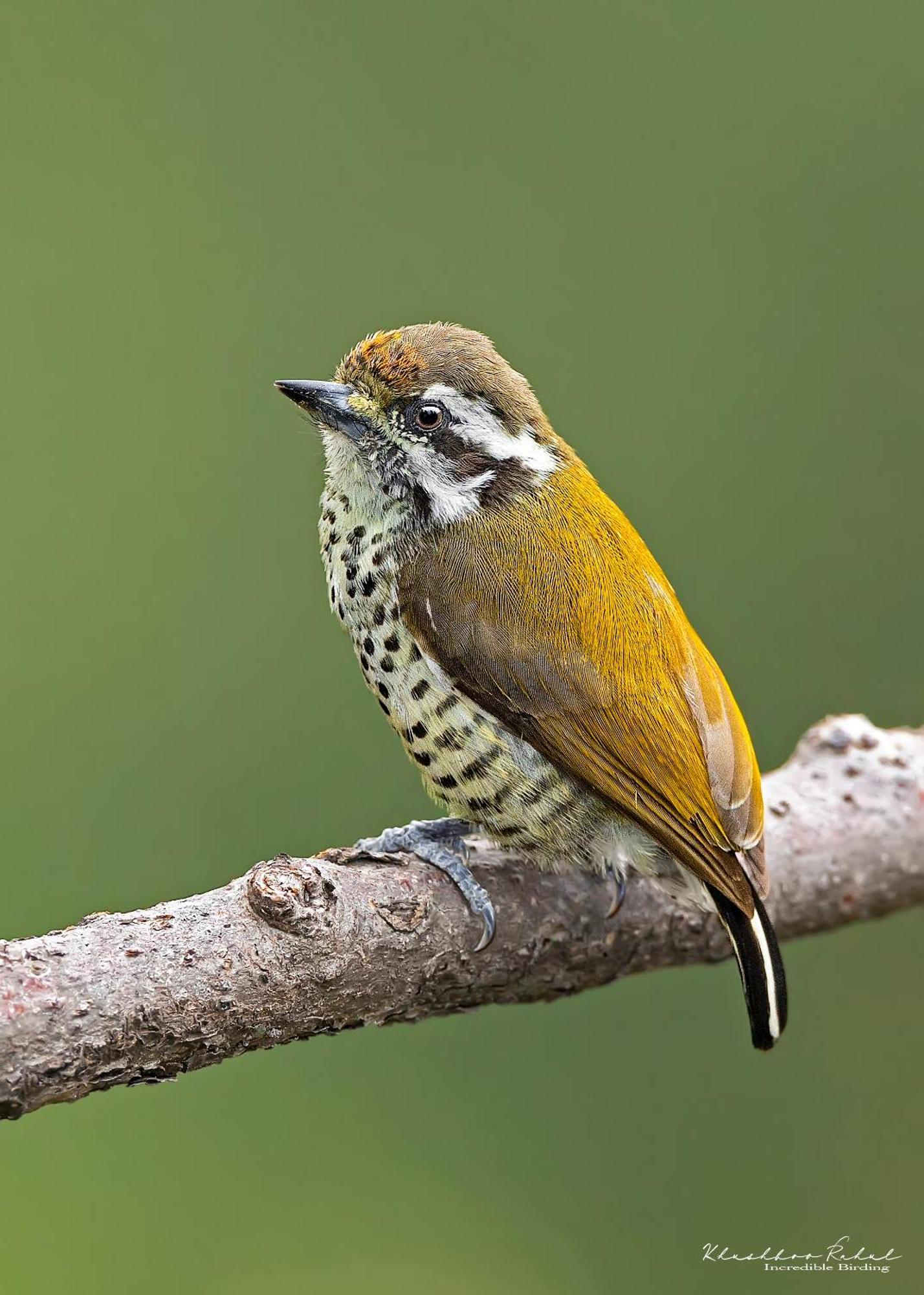 Incredible Birding Camp Appartement Bhīm Tāl Buitenkant foto